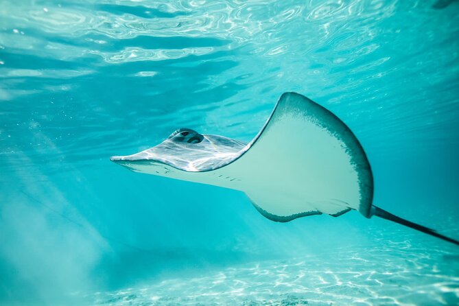 Lagoon Tour in Moorea in Small Group with Lunch - Stop one: the sandbar for stingrays and blacktip sharks