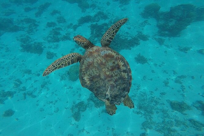 Lagoon Tour in Moorea in Small Group with Lunch - Lunch by the lagoon: Coco Beach or Toahere Beach House