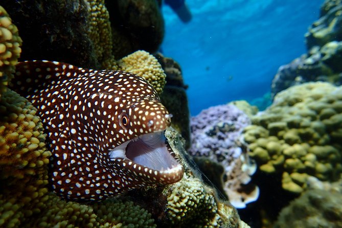 Luxury Full Day Snorkeling - The wildlife focus, and what you should realistically hope to see