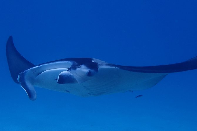 Luxury Full Day Snorkeling - What 6 to 8 snorkeling stops really means in practice