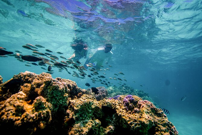 LUXURY PRIVATE Catamaran Bora Bora : Half-Day Trip - Swimming and Marine Life: How to Get the Most From Your Water Time