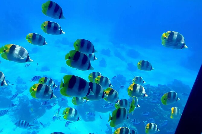 Magical Boat Tour with Underwater Cabin in Bora Bora! - What You Might See: Fish, Rays, Sharks, Turtles, and Dolphins