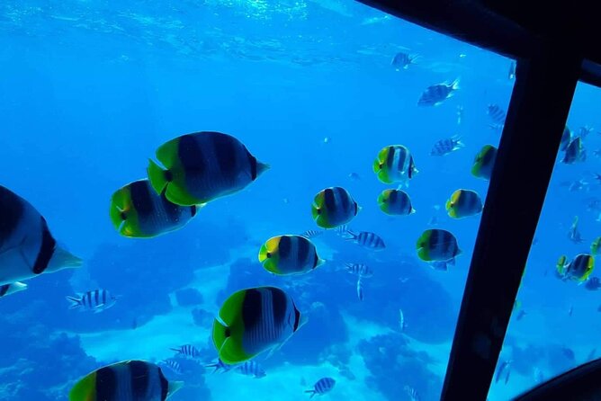 Magical Boat Tour with Underwater Cabin in Bora Bora! - The Small Group Factor: Better Attention, More Relaxed Watching