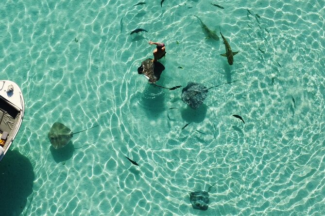 Mo'orea Half Day Private Tour with Snorkeling and Cruising the Lagoon - Sharks and rays spot: seeing black tip reef sharks