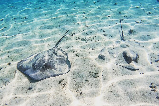 Mo'orea Half Day Private Tour with Snorkeling and Cruising the Lagoon - Snorkeling with hundreds of fish, plus stingrays