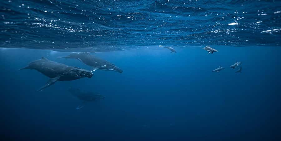 Moorea 4H Shared Boat Tour Whale Swimming and Snorkeling - Key things that make this Moorea whale and snorkeling tour work