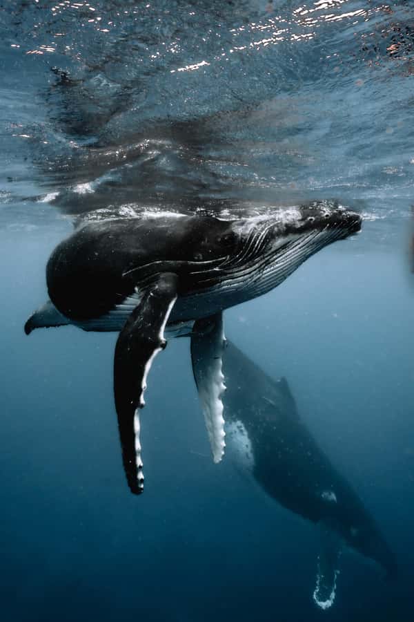 Moorea 4H Shared Boat Tour Whale Swimming and Snorkeling - Moorea humpback swimming, the short season reality