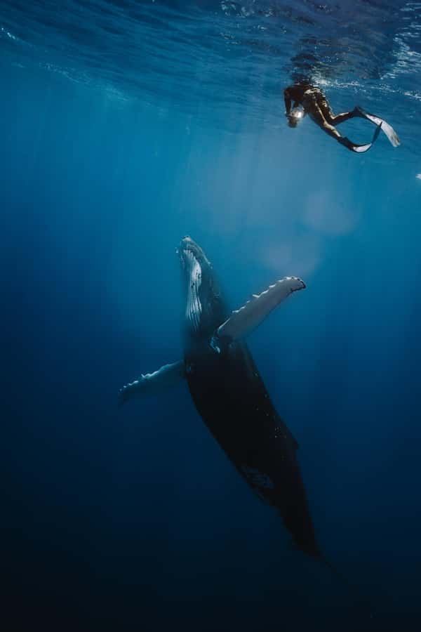 Moorea 4H Shared Boat Tour Whale Swimming and Snorkeling - Small group comfort, why max 6 matters on a boat