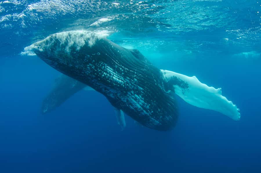 Moorea 4H Shared Boat Tour Whale Swimming and Snorkeling - Snorkeling after whales, the stingray and blacktip combo