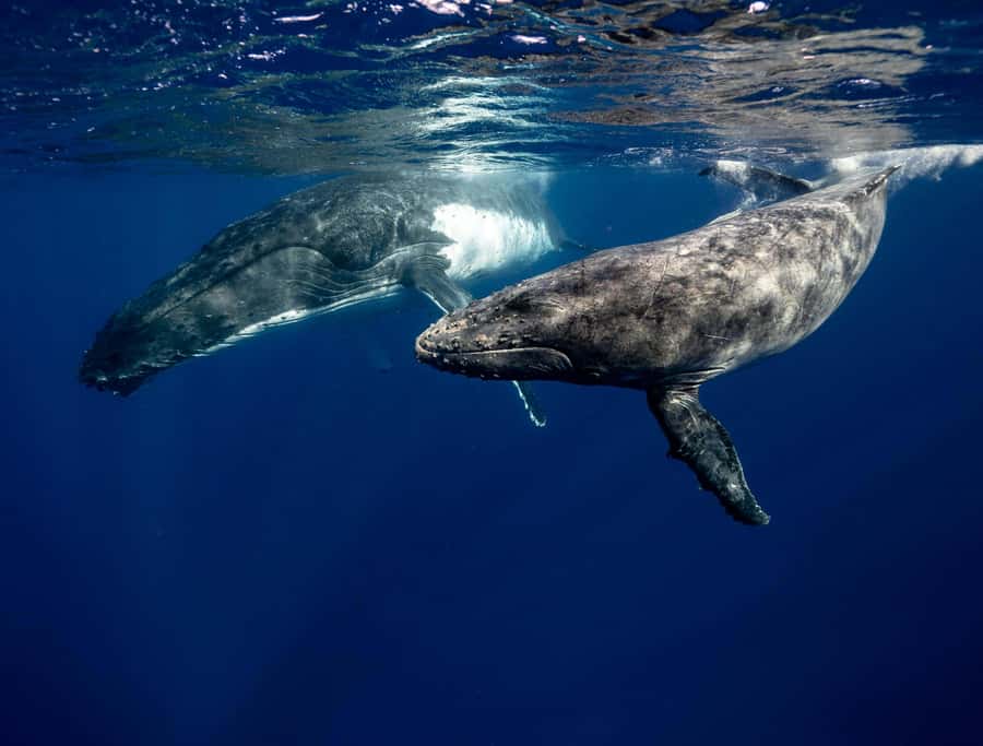 Moorea 4H Shared Boat Tour Whale Swimming and Snorkeling - The reef fish factor, why it feels more alive