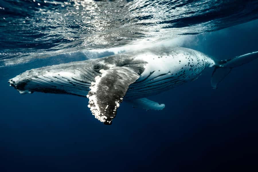 Moorea 4H Shared Boat Tour Whale Swimming and Snorkeling - What you’re given on board: fruit and drinks, not a full meal