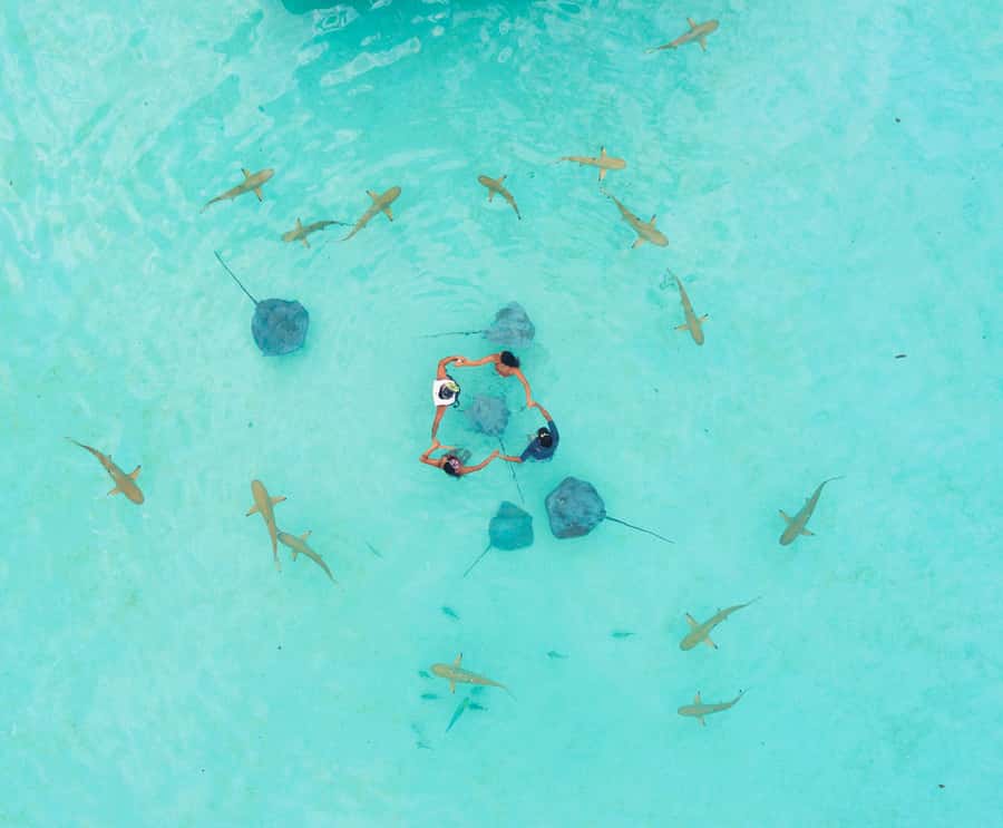 Moorea 4H Shared Boat Tour Whale Swimming and Snorkeling - Who this tour fits best, and who should not book it