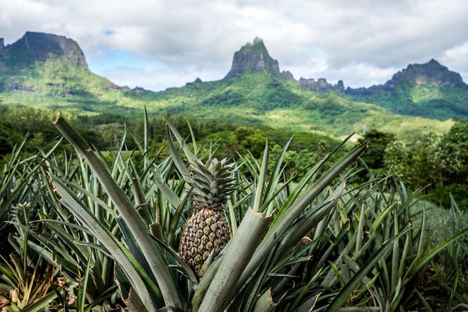 Moorea 4WD Tour Inc. Belvedere, Pineapple Farm, Magic Mountain... - Pickup, timing, and how to make it painless from a cruise day