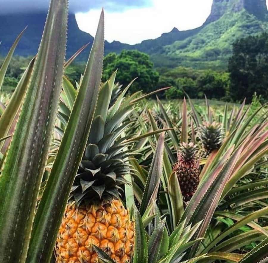 Moorea Cruise Ships: 4x4, Belvedere,Magic Mountain pineaple - Opunohu Bay, Magic Mountain, and the Two-Bay View Strategy