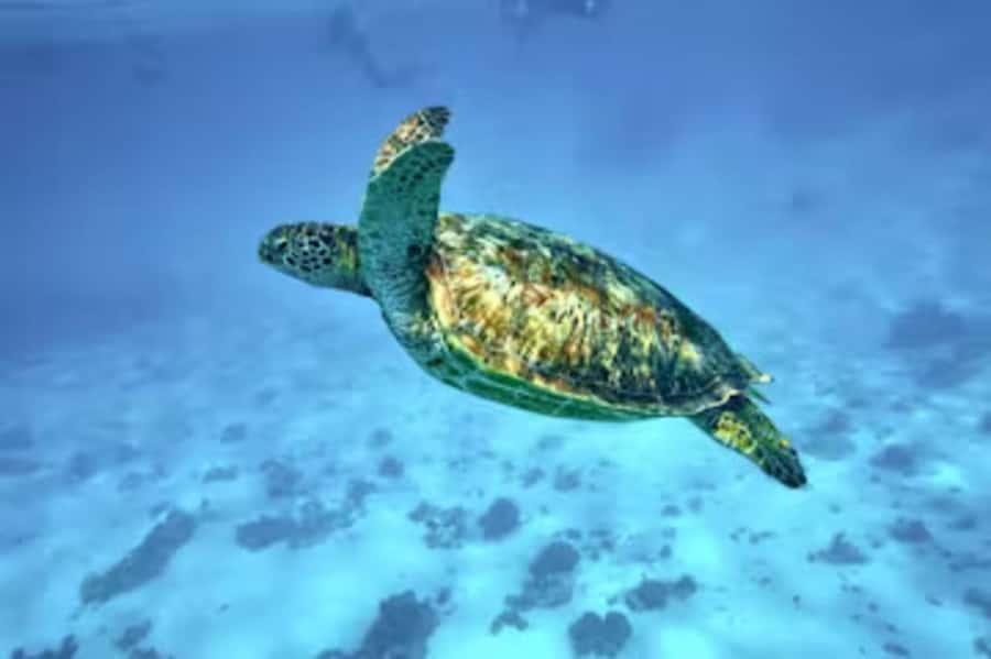 Moorea: Glass Bottom Boat Adventure with Lagoon Wonders - Turtle sanctuary stop: Ohure Pio and the small details that make it special