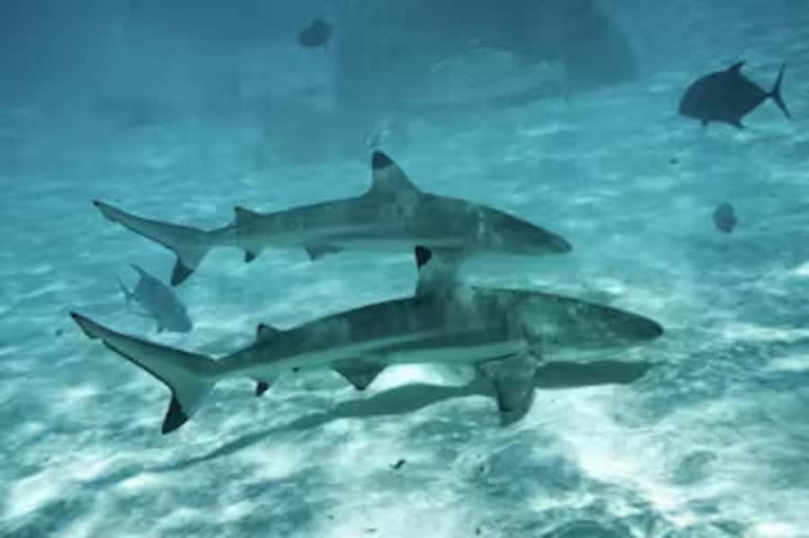 Moorea: Glass Bottom Boat Adventure with Lagoon Wonders - Price and value: what you get for $148 per person