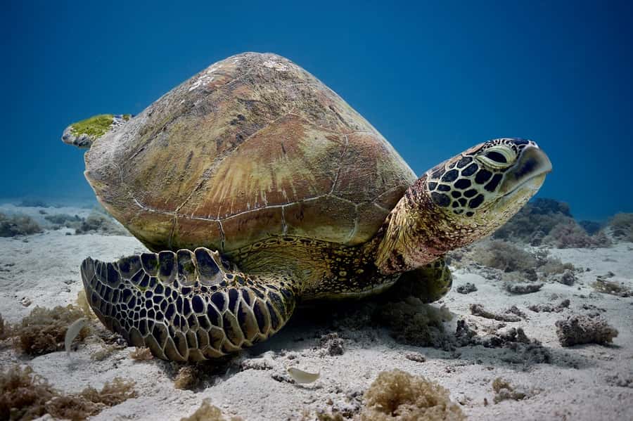 Moorea: Hauru Lagoon 3-hour Guided Kayak Tour with Snack - Clear-bottom calm on the Hauru Lagoon, plus snorkeling time