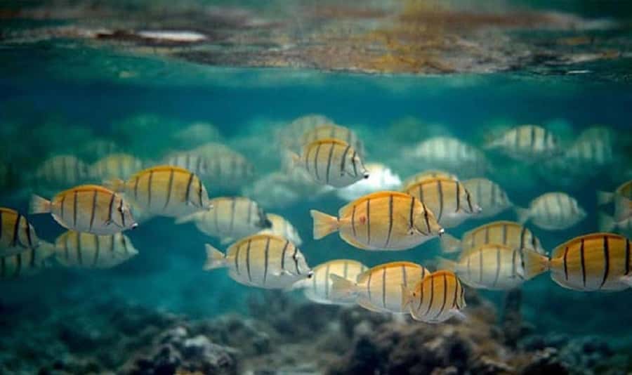Moorea: Hauru Lagoon 3-hour Guided Kayak Tour with Snack - The motu sandbank pause, if time and weather allow