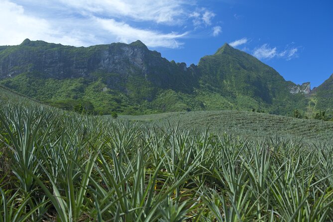 Moorea Highlights Private Tour: Natural and Cultural Attraction - Moorea in one half-day: why this route works