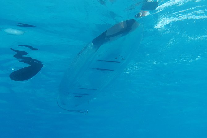 Moorea Lagoon Tour by Transparent Kayak - Snorkeling With Sharks and Stingrays: The Part You’ll Remember