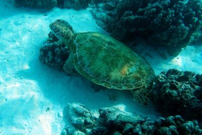 Small group snorkeling (5 people max): Turtles at 7:30am