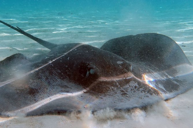 Moorea Lagoon Tour by Transparent Kayak - Price and Value: Is $51.17 Worth It for Two Hours?