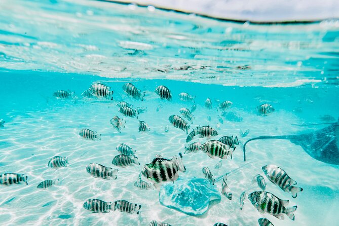Moorea: Private 4-Hour High-End Boat Excursion - Coral garden between Motu Fareone and Motu Tiahura: feeling like part of the reef