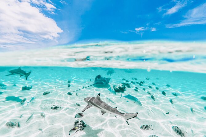 Moorea: Private 4-Hour High-End Boat Excursion - Boat comfort and the private-group feel that makes it feel high-end