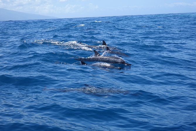 Moorea Private Boat Tour / Sea Scooter Snorkeling Tour - Price and what you get for your money (up to 6 people)