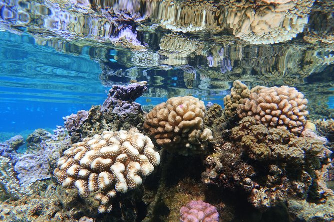 Moorea Private Boat Tour / Sea Scooter Snorkeling Tour - Who this tour fits best in Moorea