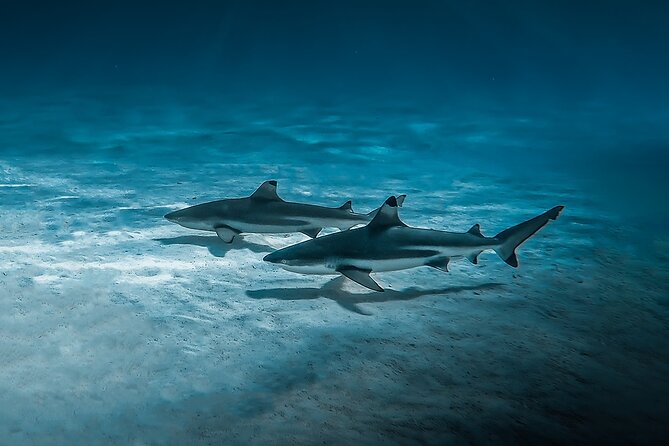 Moorea: Private Snorkeling Tour with Certify Guide - The boat experience: shade, WiFi, bottled water, and real food