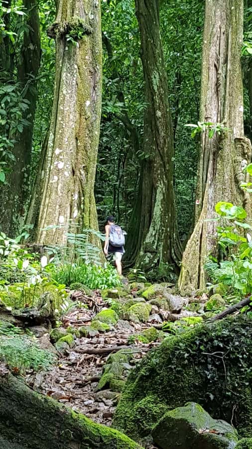 Moorea : Safari Nature and Culture Tour with local guide - Cook’s Bay: first navigators, then forest species talk