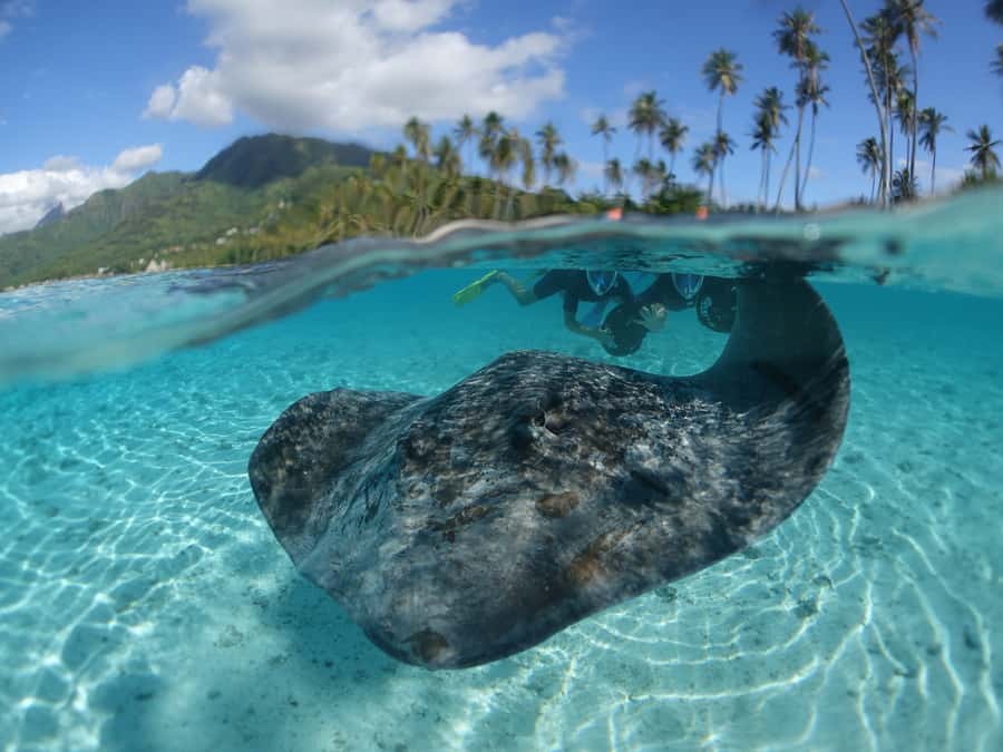 Moorea: Sea Scooter Snorkeling Tour - Moorea Water Games sea scooter snorkeling, and why the scooter matters
