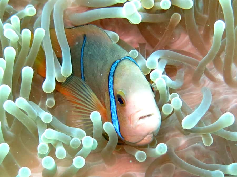 Moorea: Sea Scooter Snorkeling Tour - Snorkeling on sea scooters: what it feels like in the water