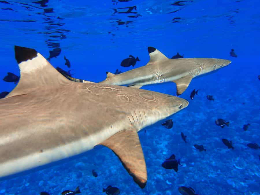 Moorea: Sea Scooter Snorkeling Tour - Guides, crew, and small-group pacing that keeps things human