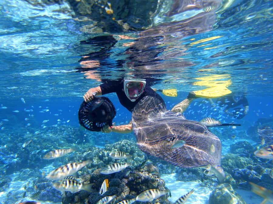 Moorea: Sea Scooter Snorkeling Tour - Price check: is $167 good value for Moorea sea scooter snorkeling?