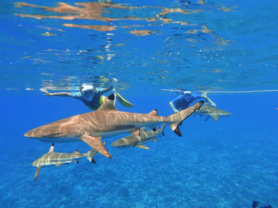 Moorea: Sea Scooter Snorkeling Tour - What to bring, and what to know before you go