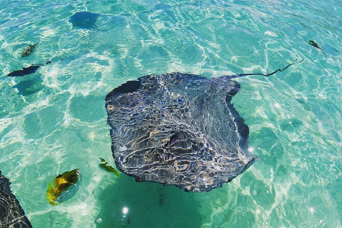 Moorea Solo or Twin 2 hours Jet Ski Tour - Wildlife sightings: turtles, dolphins, and whales in season
