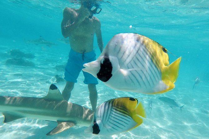 Moorea Solo or Twin 3 hours Jet Ski Tour - Wildlife You Might See, and What to Expect Realistically