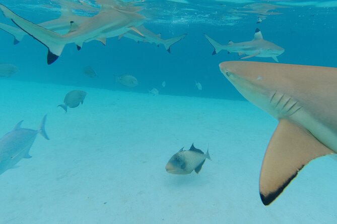 Moorea Solo or Twin Island Tour Jet Ski 4 hours - Moorea Dolphin Center and wildlife viewing: how the guide helps you spot animals