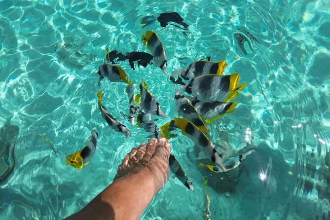 Moorea Solo or Twin Island Tour Jet Ski 4 hours - Transfers and the day’s timing: how to plan around a 4-hour experience