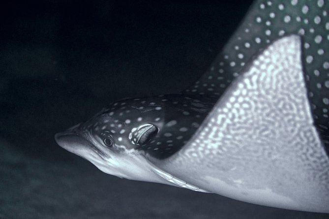 Night Snorkeling - Key things that make this night snorkel in Moorea work