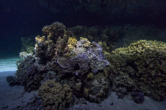 Night Snorkeling - The 1.5-hour flow at 6:00 pm, from meeting point to reef time