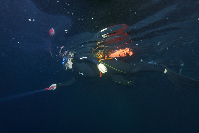 Night Snorkeling - What you might see after dark: octopus, rays, lion fish, and more