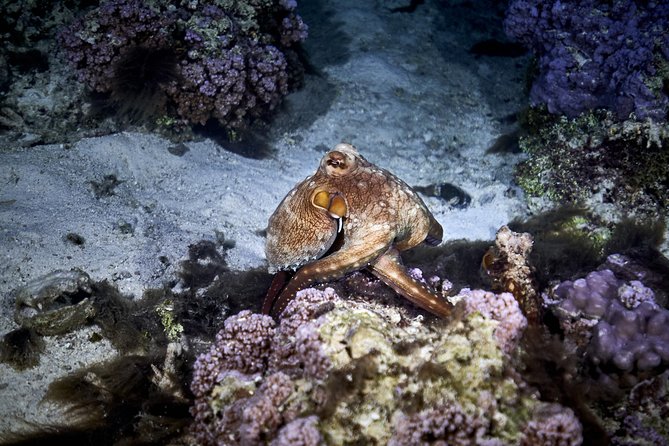 Night Snorkeling - Price and value: Is $120 worth it in Moorea?