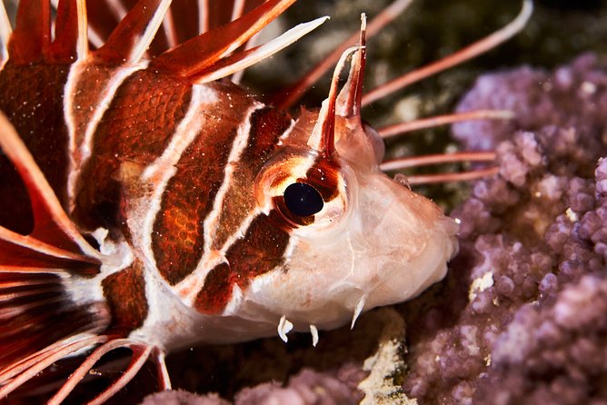 Night Snorkeling - How to be the easiest guest: practical night-snorkel tips that help