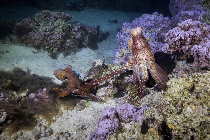Night Snorkeling - Who should book this, and who might pass