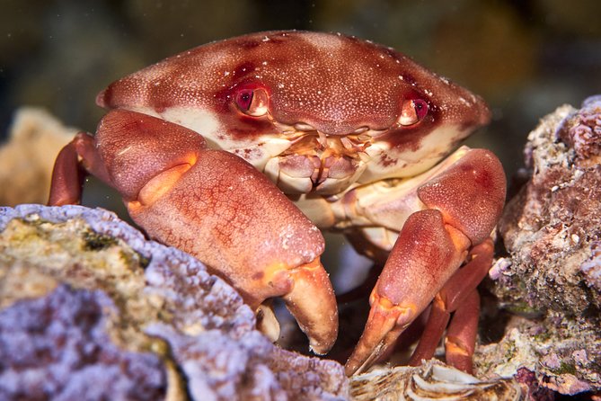 Night Snorkeling - Small-group guiding, and why names like Joaquin and Mai matter