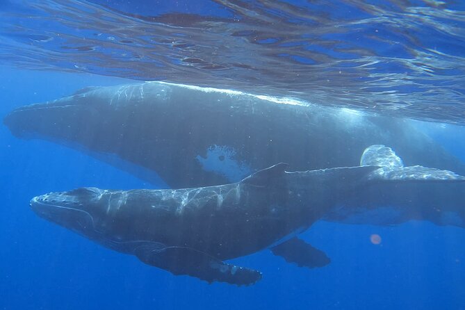 Observe and Swim with Whales in Tahiti - Key highlights you’ll care about