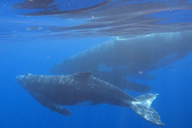 Observe and Swim with Whales in Tahiti - Tahiti whales, calves, and why this small boat format matters